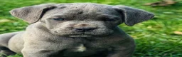 Cane Corso dogs for sale: Big Easy Blue  - Ad 9
