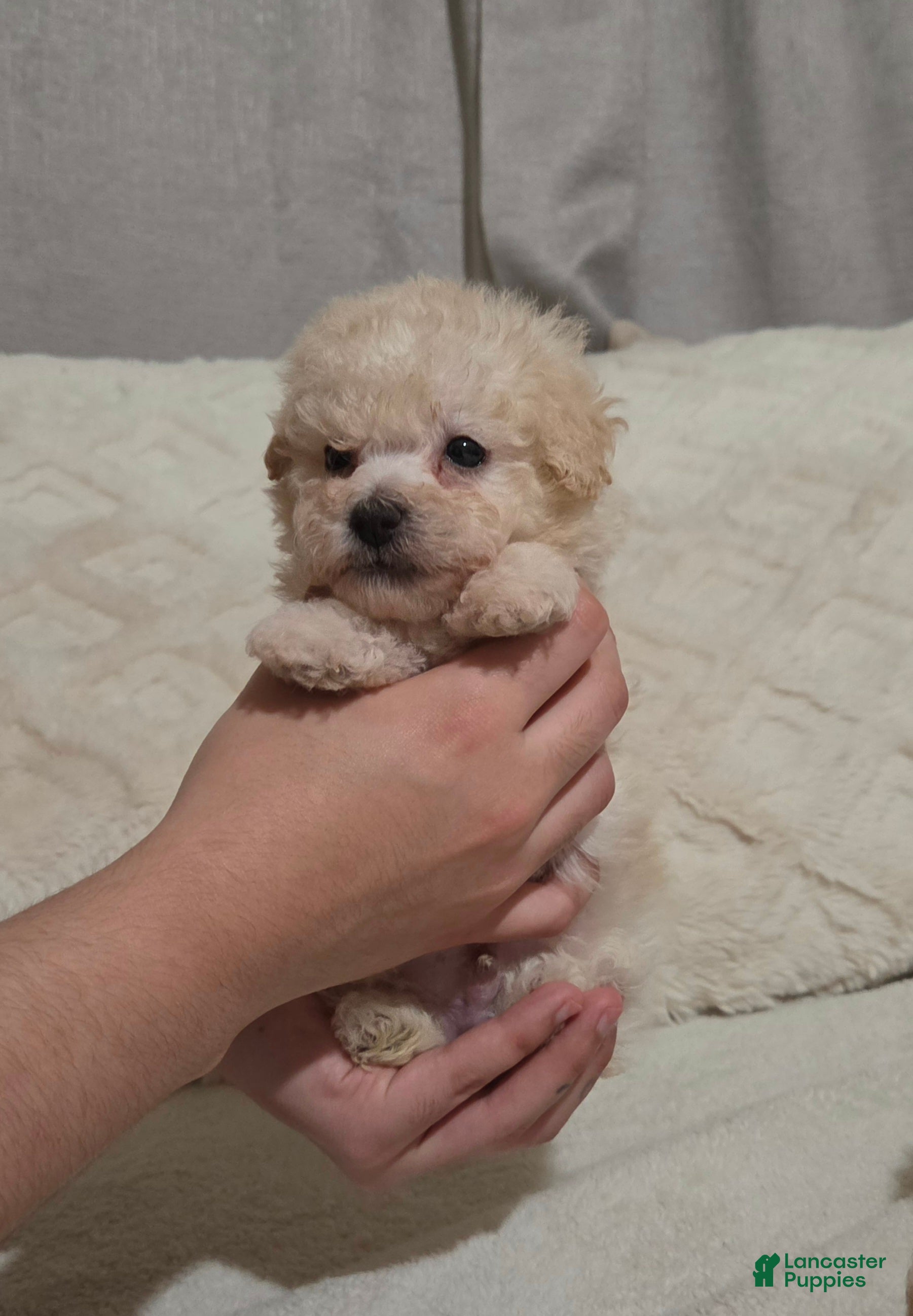 Maltipoo dogs Maltipoo - Ad 2
