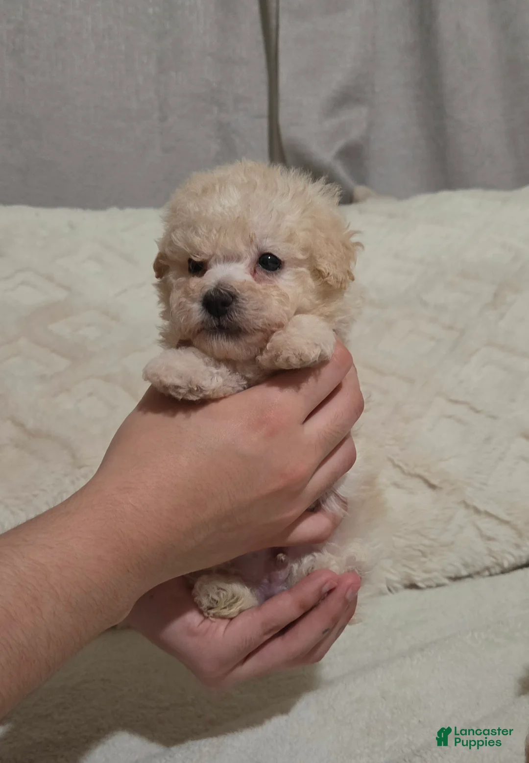 Maltipoo dogs for sale: Maltipoo - Ad 2