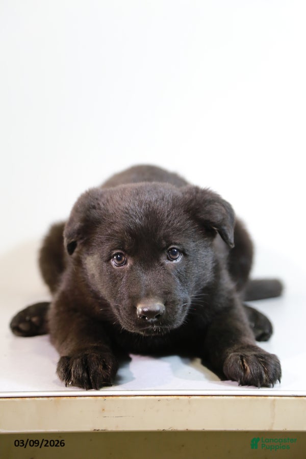 German Shepherd dogs Miranda - Ad 2