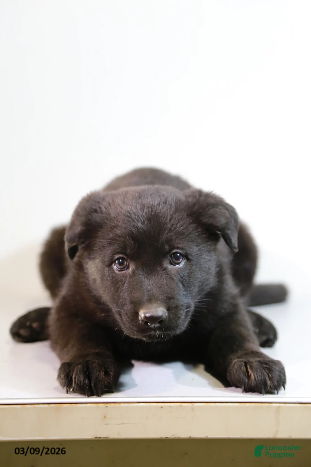 German Shepherd dogs for sale: Miranda - Ad 2