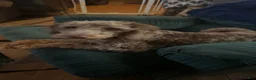 Cockapoo dogs for sale: Evee - Ad 2