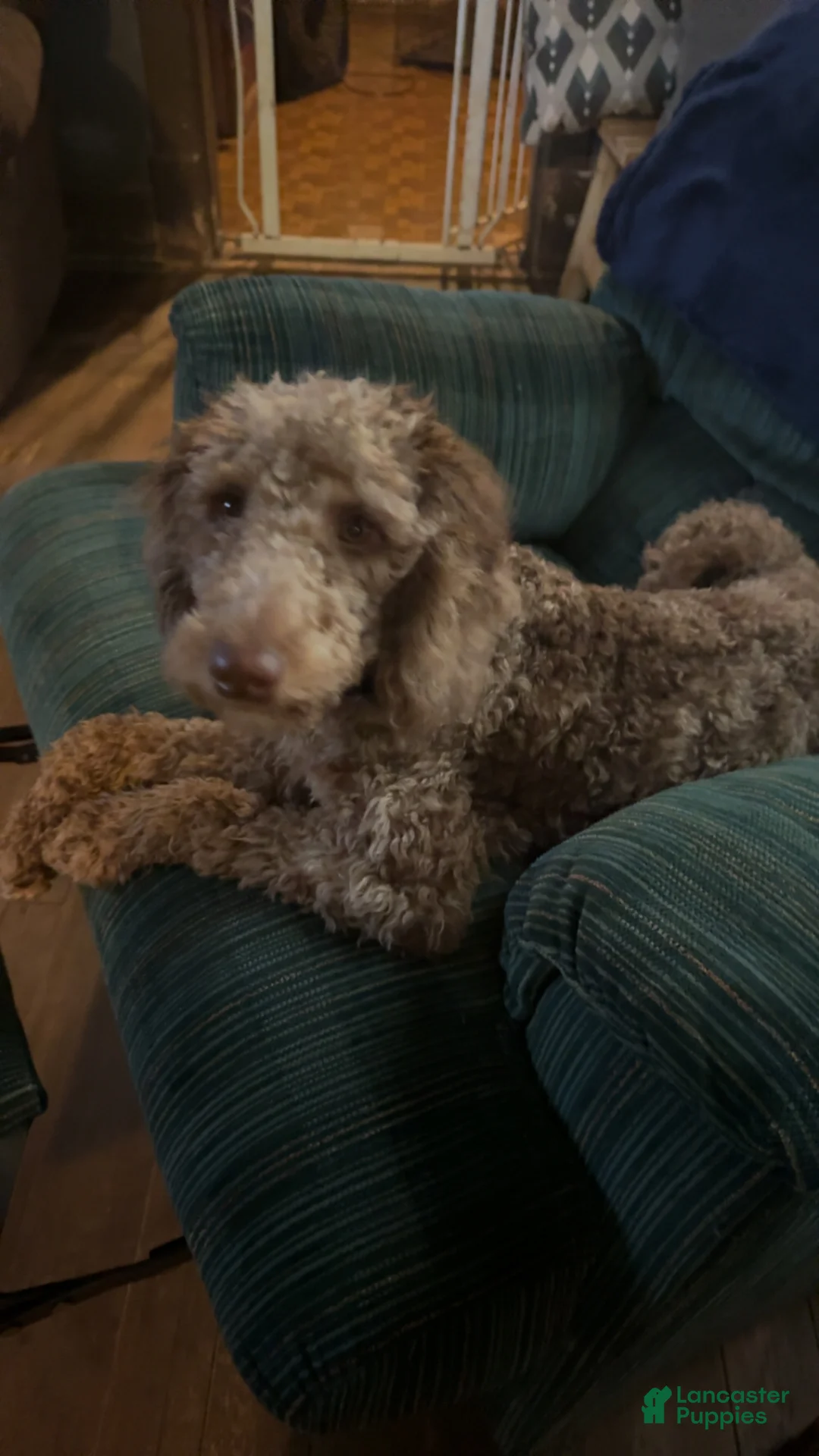 Cockapoo dogs for sale: Evee - Ad 2
