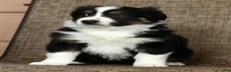 Miniature Australian Shepherd dogs for sale: Thunder - Ad 9