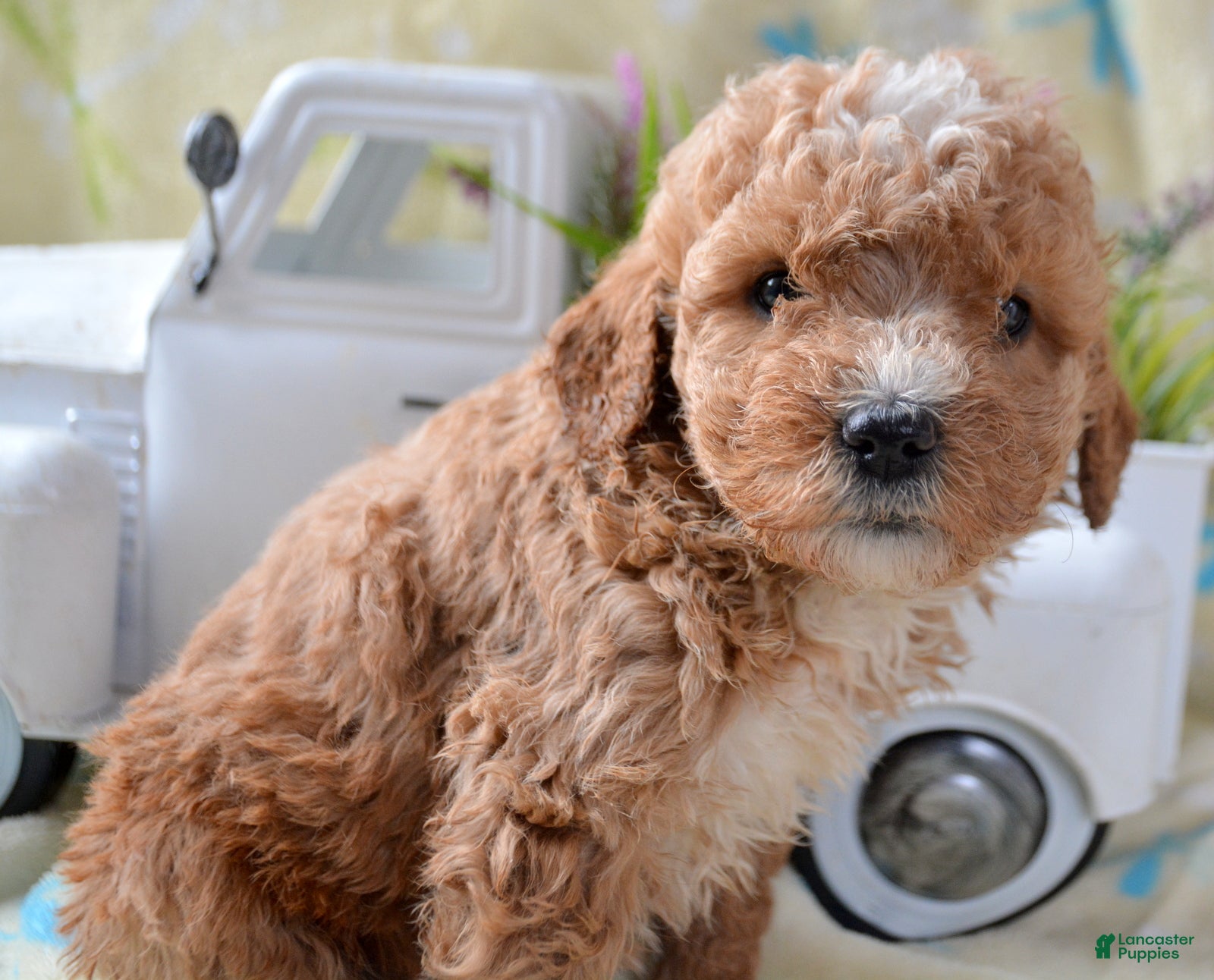 Mini Goldendoodle dogs Mini Goldendoodle Diane - Ad 12