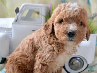 Mini Goldendoodle dogs Mini Goldendoodle Diane - Ad 12