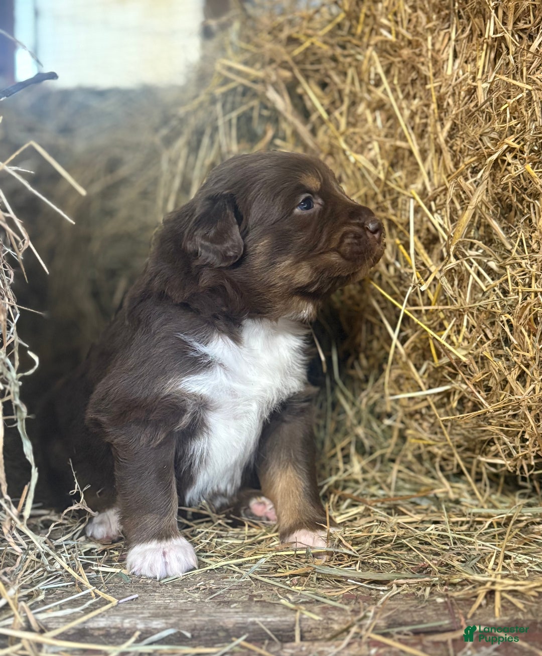Australian Shepherd dogs for sale: Lara - Ad 6