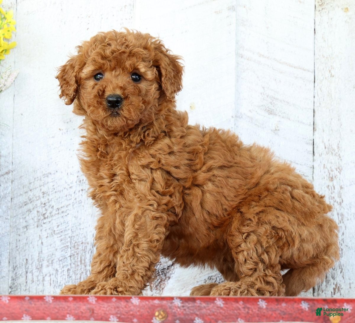 Mini Goldendoodle dogs Kennedi - Ad 2