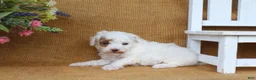 Miniature Poodle dogs for sale: Owen - Ad 4