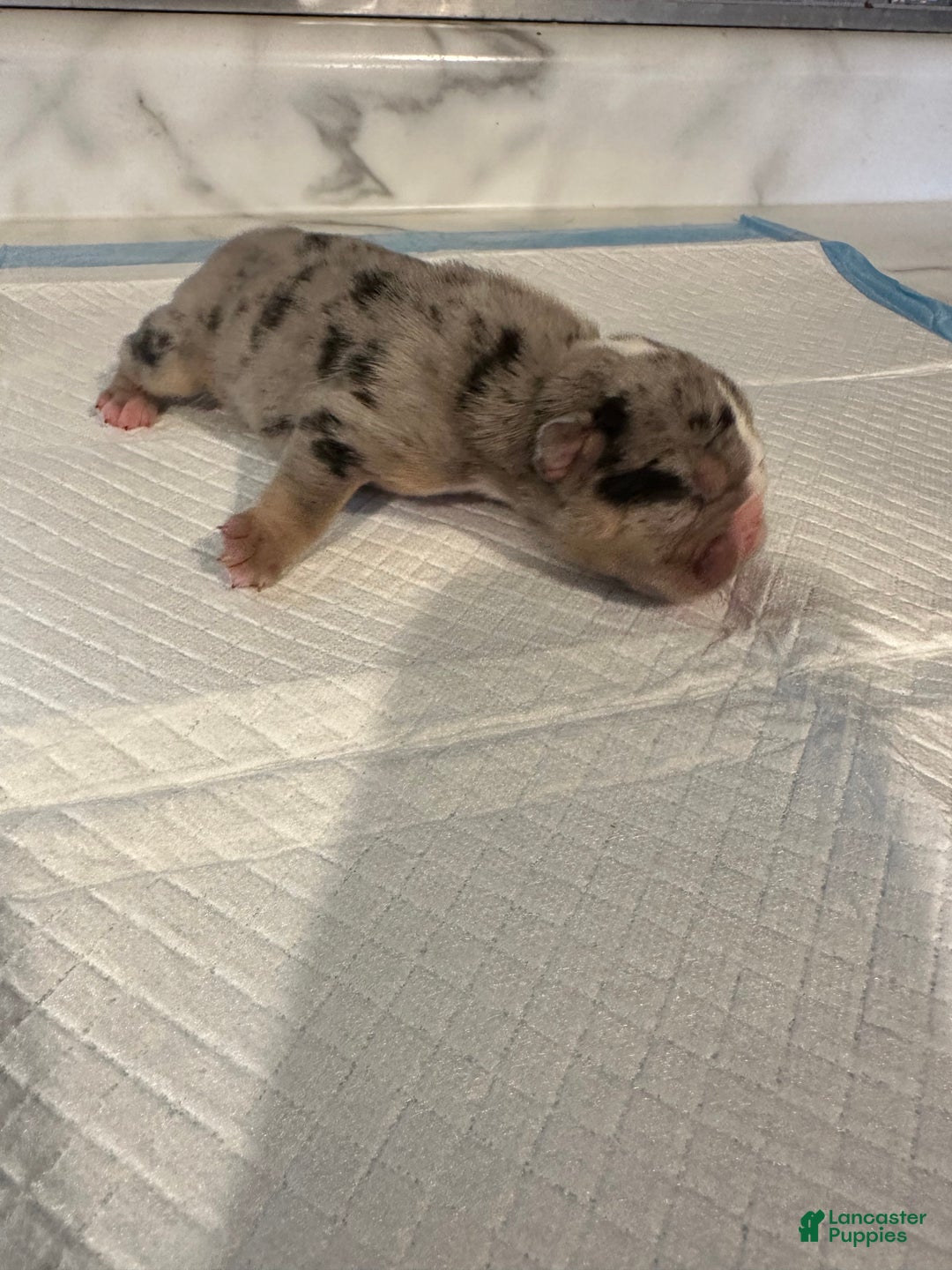 English Bulldog dogs for sale: Blue Fawn Merle Boy  - Ad 20
