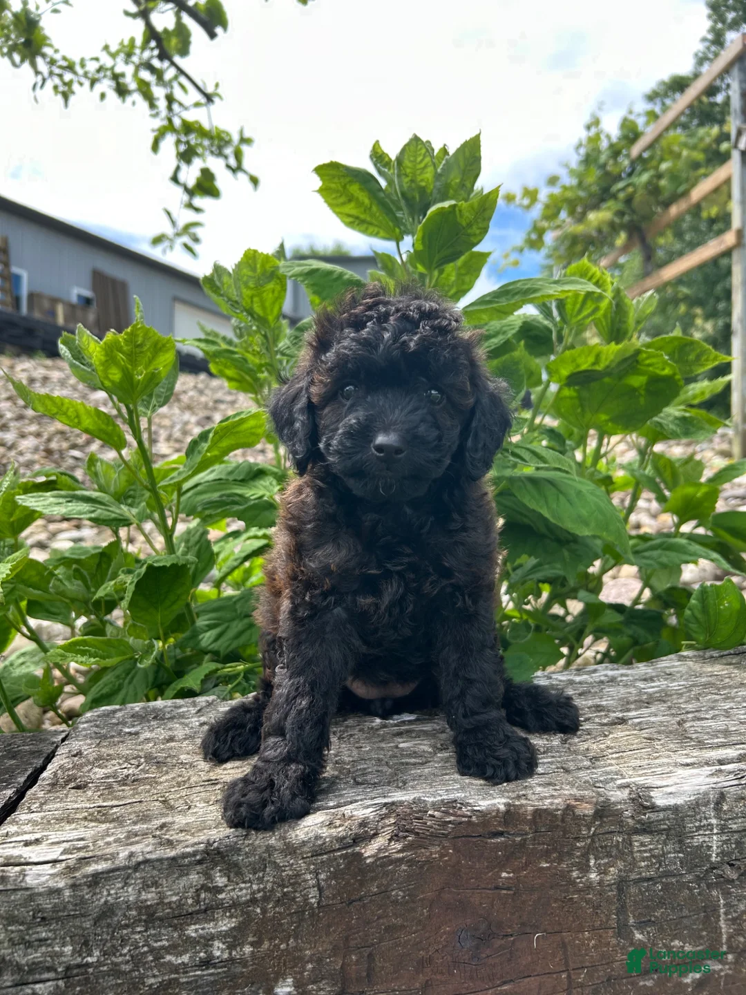 Mini Goldendoodle dogs for sale: Ginger - Ad 2