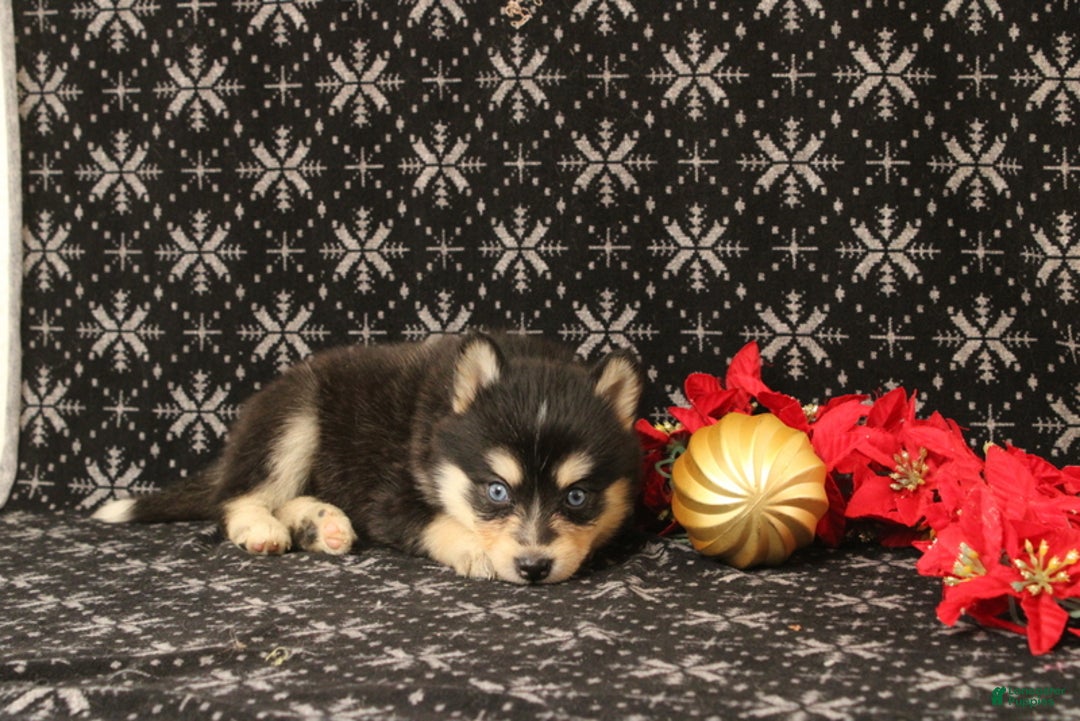 Pomsky dogs for sale: Victoria - Ad 3