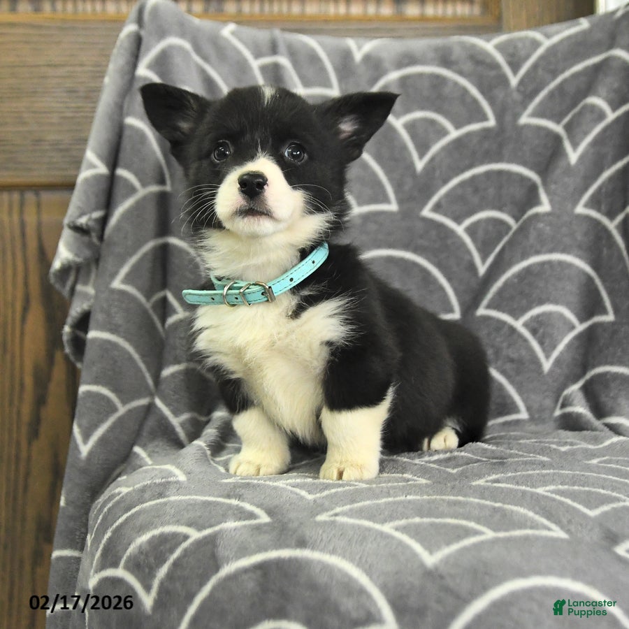 Welsh Corgi Pembroke dogs Kimberly - Ad 1