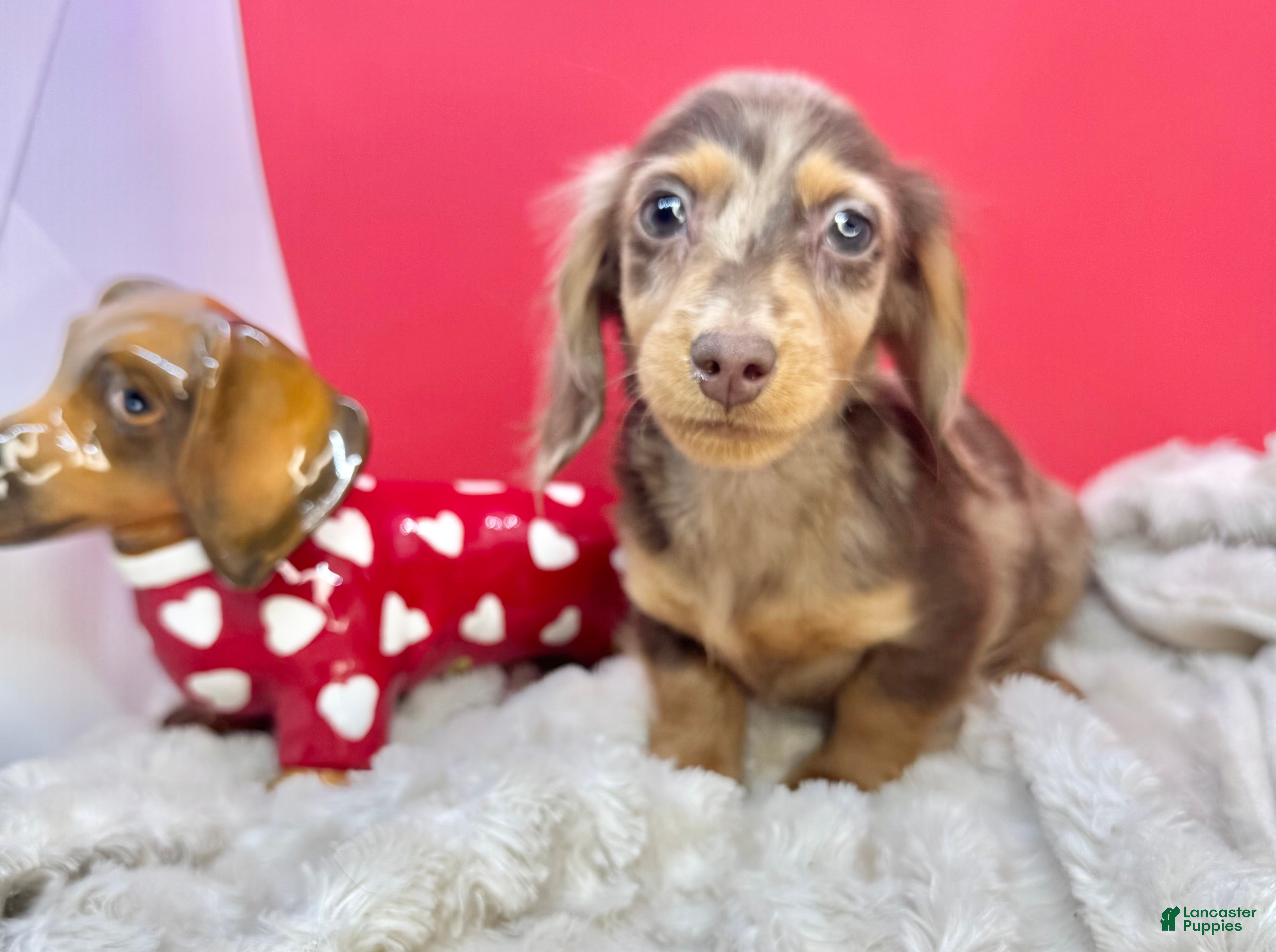 Miniature Dachshund dogs Sale choc dapple champ import pra clear Akc  - Ad 14