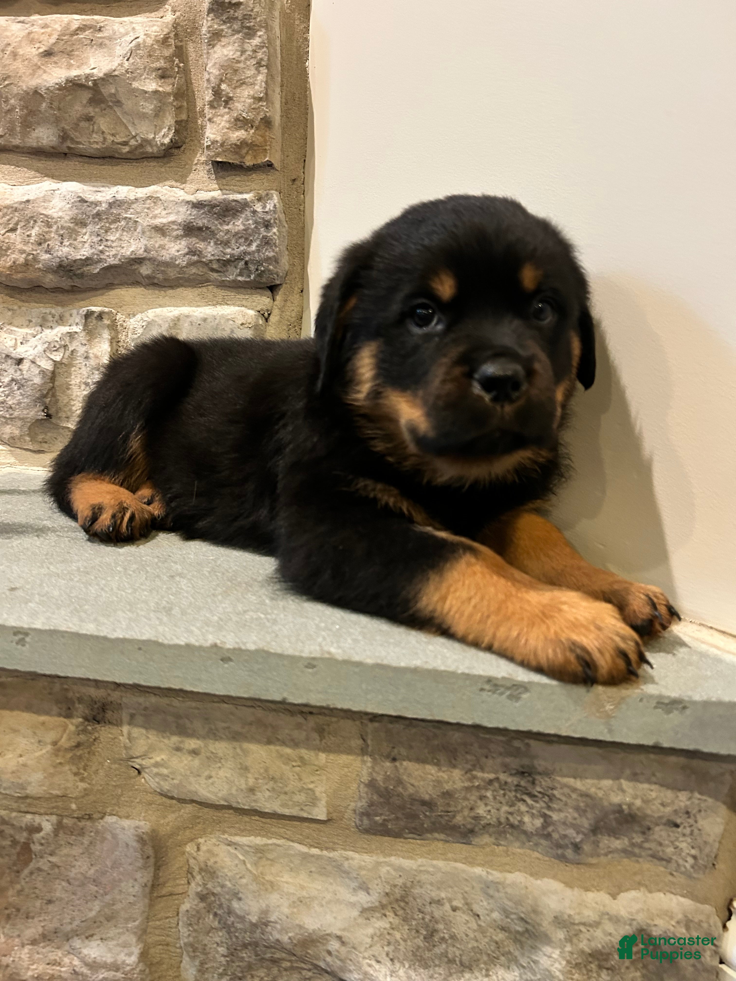 Rottweiler dogs Skittles - Ad 2