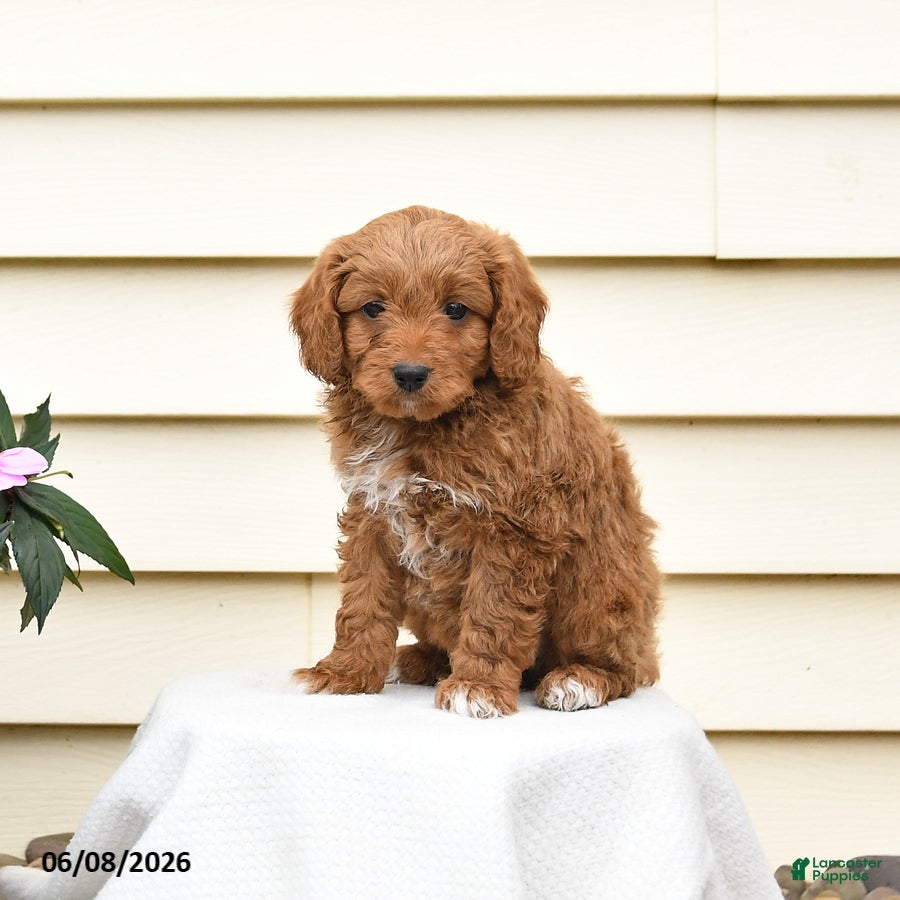 Aussiedoodle dogs Rusty - Ad 2