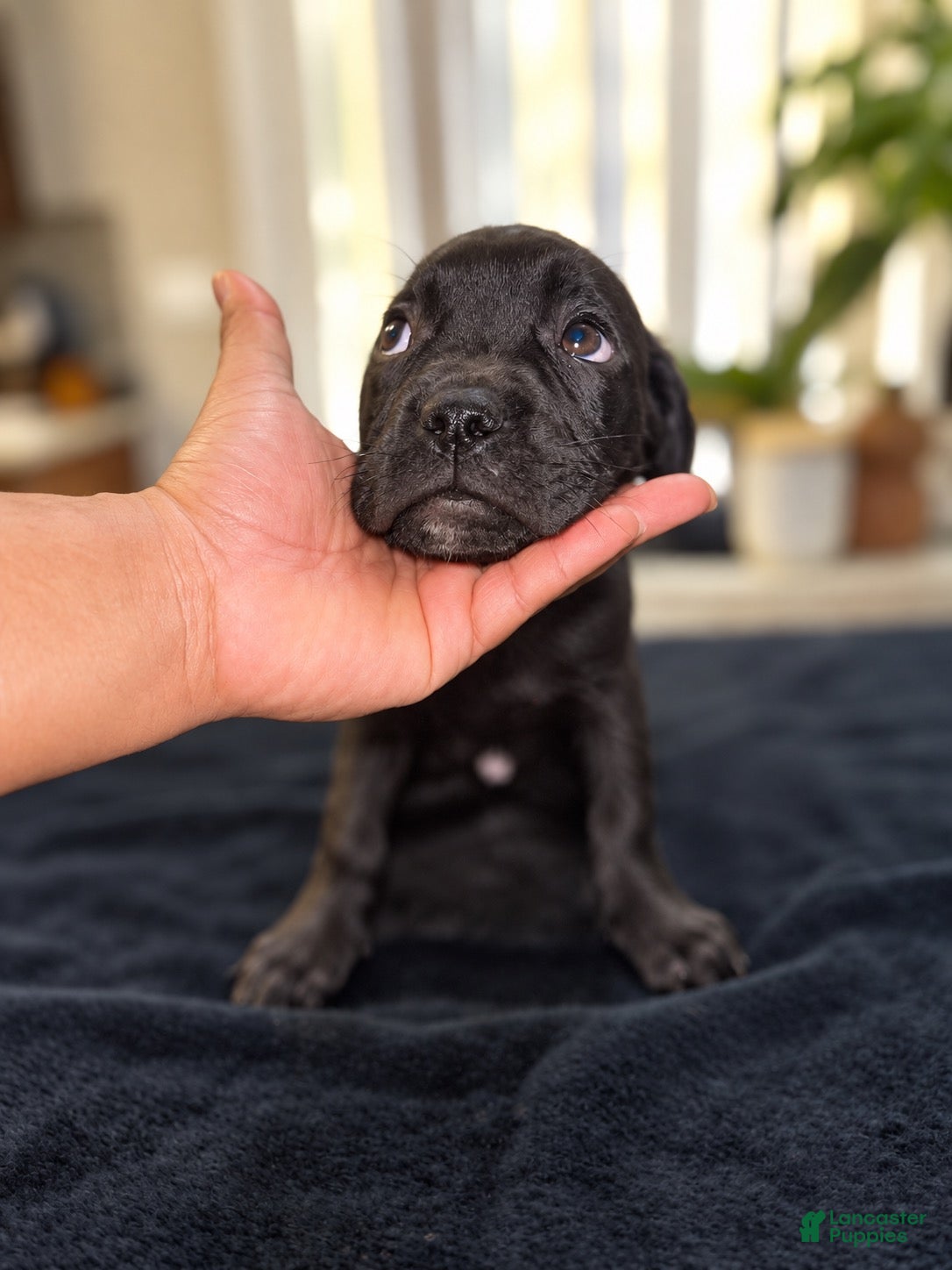 Mixed breed