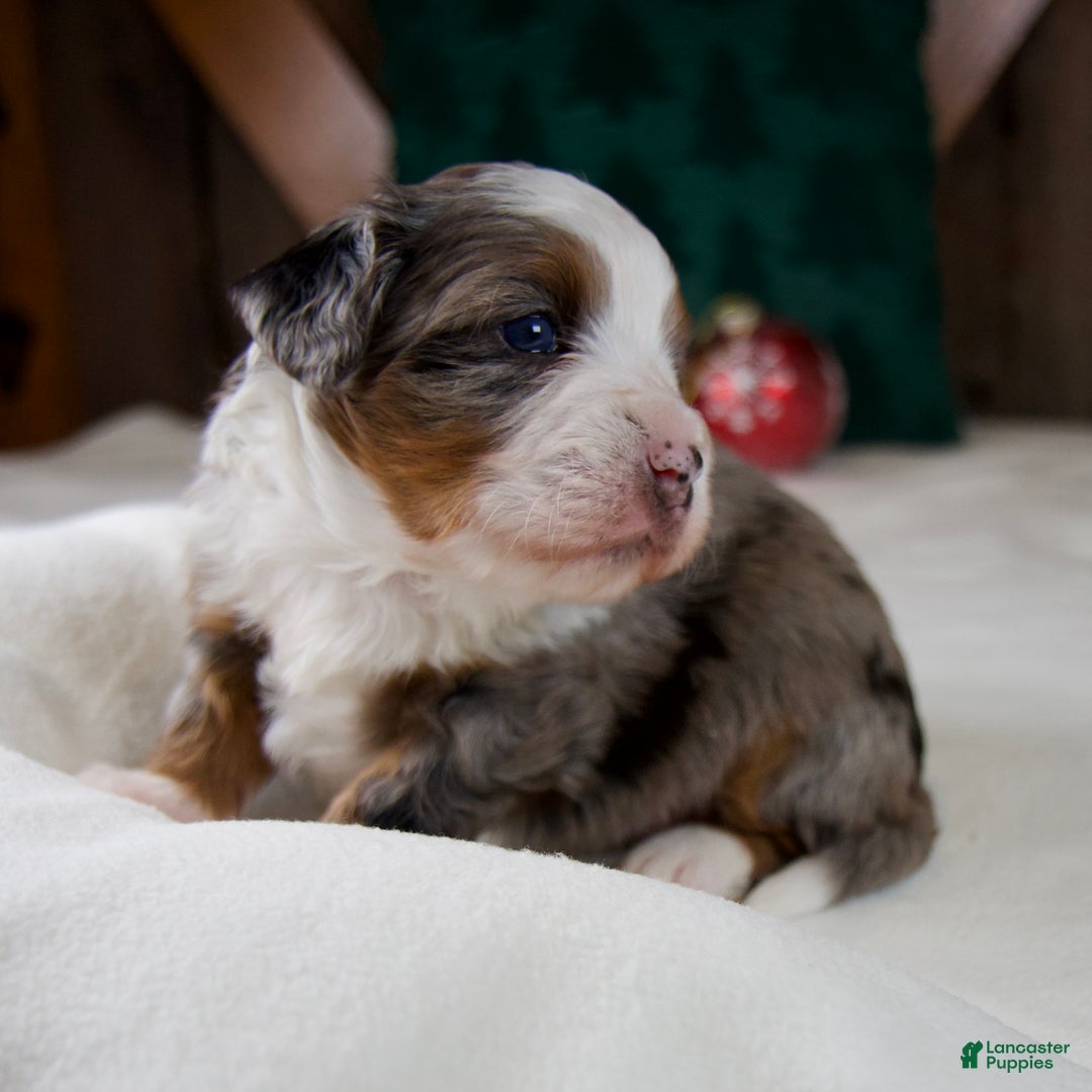 Mini Bernedoodle dogs for sale: Holly Girl - Ad 2