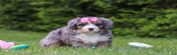 Bernedoodle dogs for sale: Bella  - Ad 2