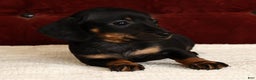Miniature Dachshund dogs for sale: Kati - Ad 6