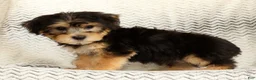 Yochon dogs for sale: Jasper - Ad 7