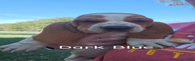 Basset Hound- Dark Blue