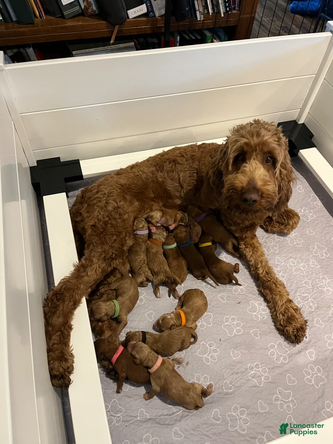 Irish Doodle dogs for sale: Orange Collar - “Jonesy” - Ad 2