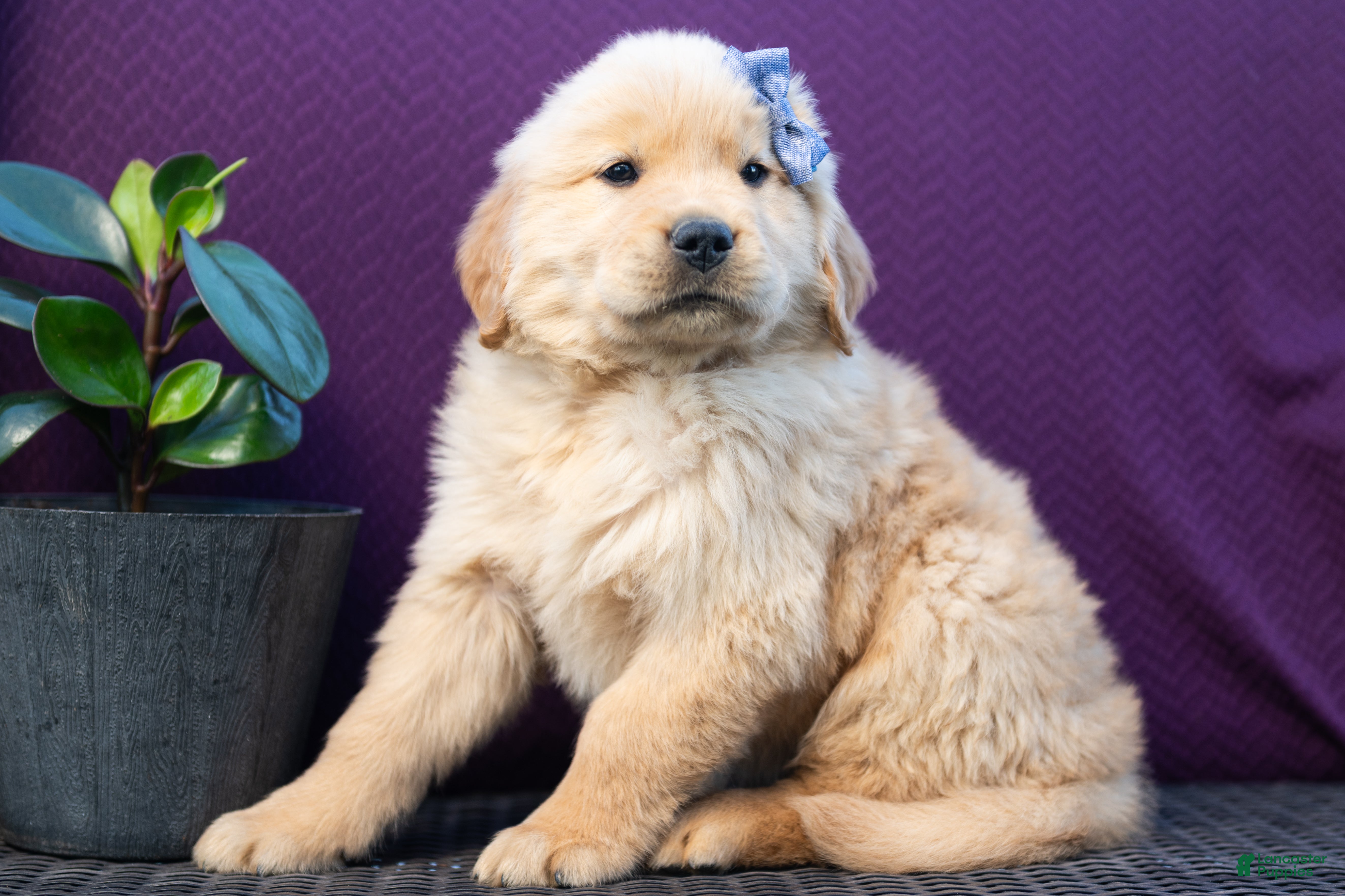 Golden Retriever dogs for sale: Sawyer - Ad 2