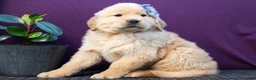 Golden Retriever dogs for sale: Sawyer - Ad 2