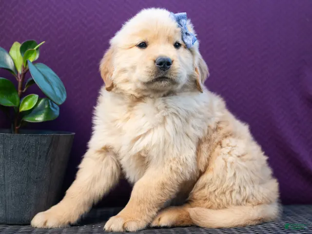 Golden Retriever dogs for sale: Sawyer - Ad 2