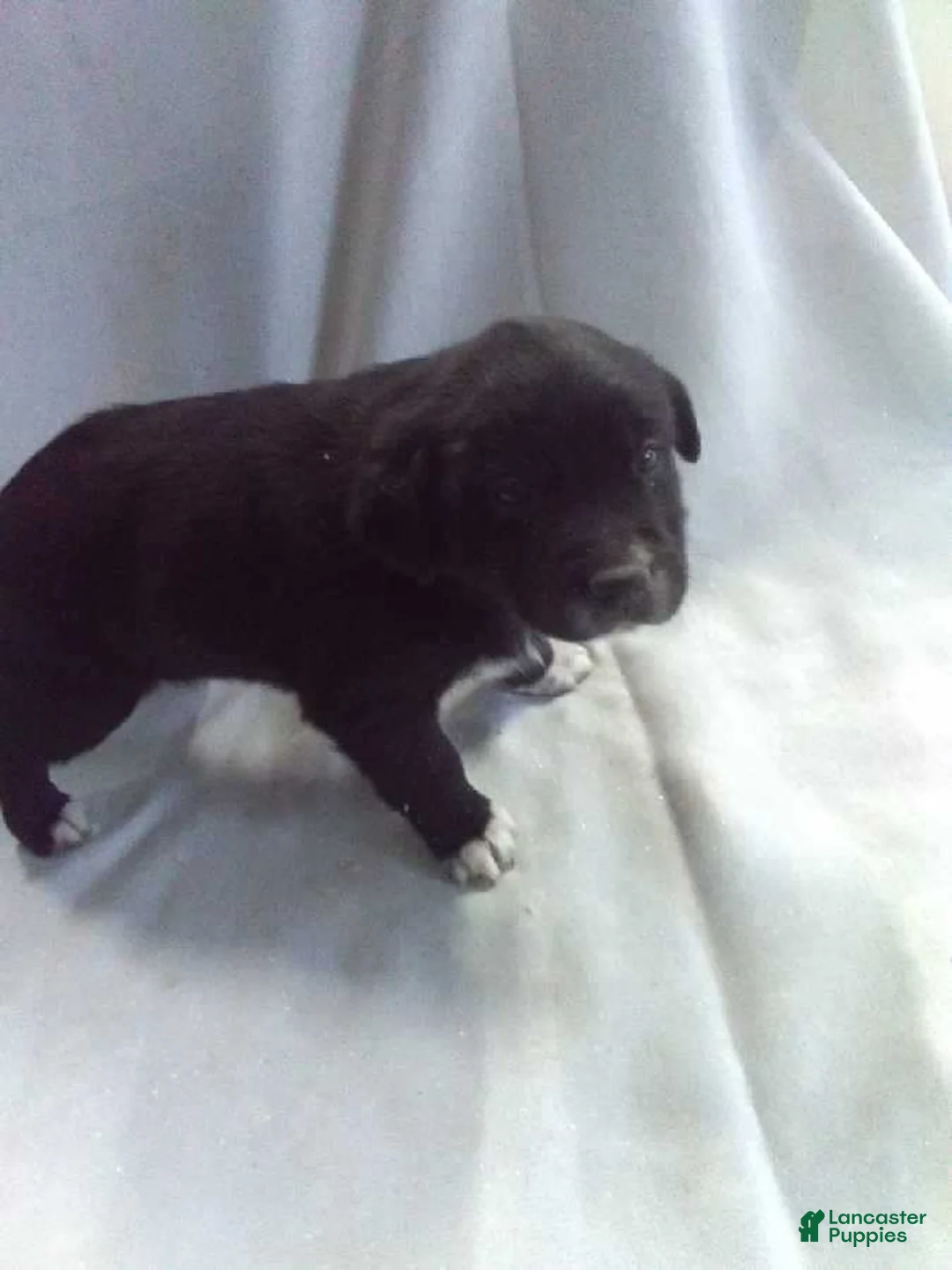 Mixed Breed dogs for sale: Mixed Breed Puppy 2 - Ad 1