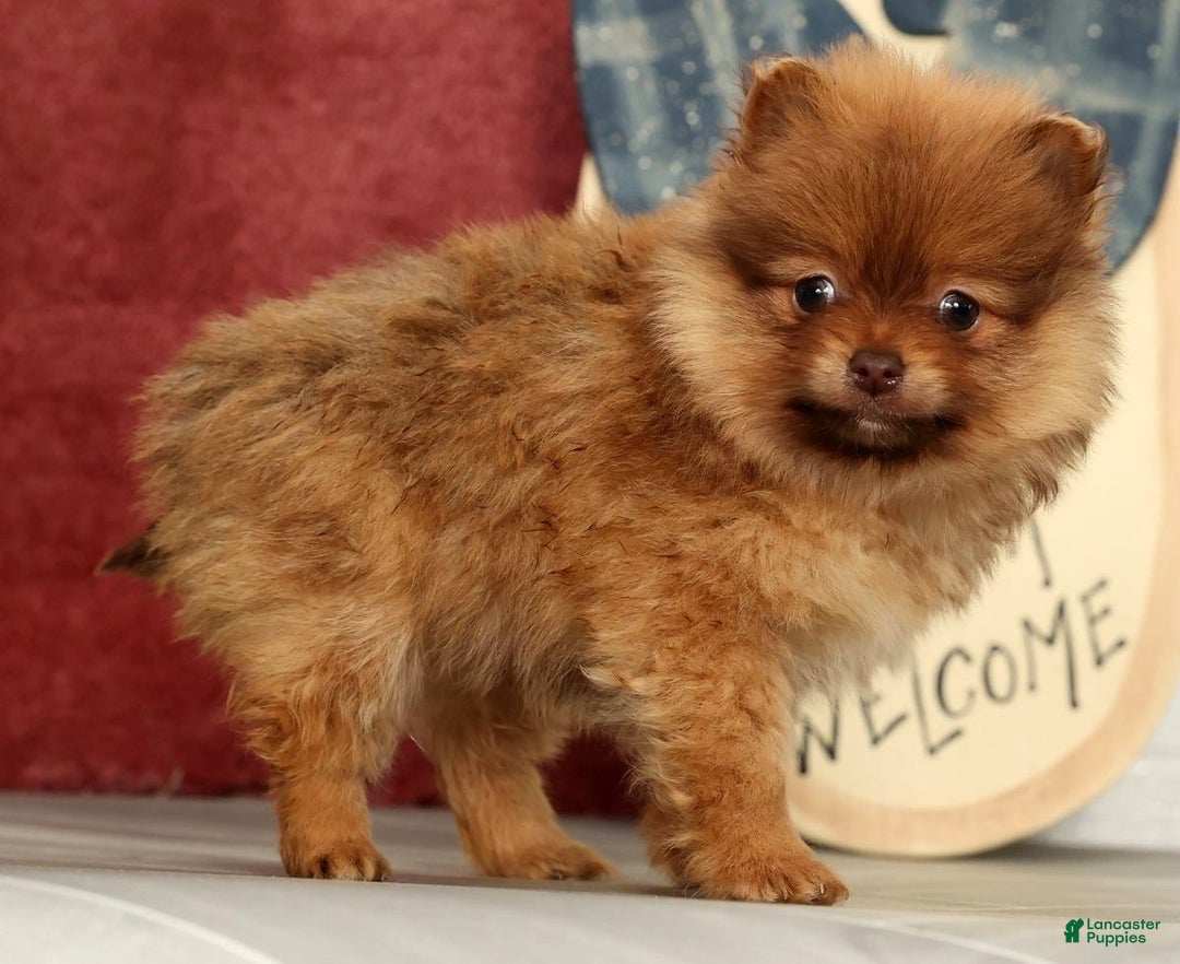 Pomeranian dogs for sale: Ollie - Ad 5