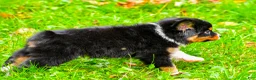 Miniature Australian Shepherd dogs for sale: Kylie - Ad 4