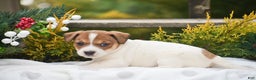 Jack Russell Terrier dogs for sale: Pepper - Ad 5