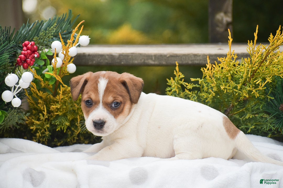 Jack Russell Terrier dogs for sale: Pepper - Ad 5
