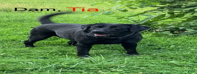 Tia