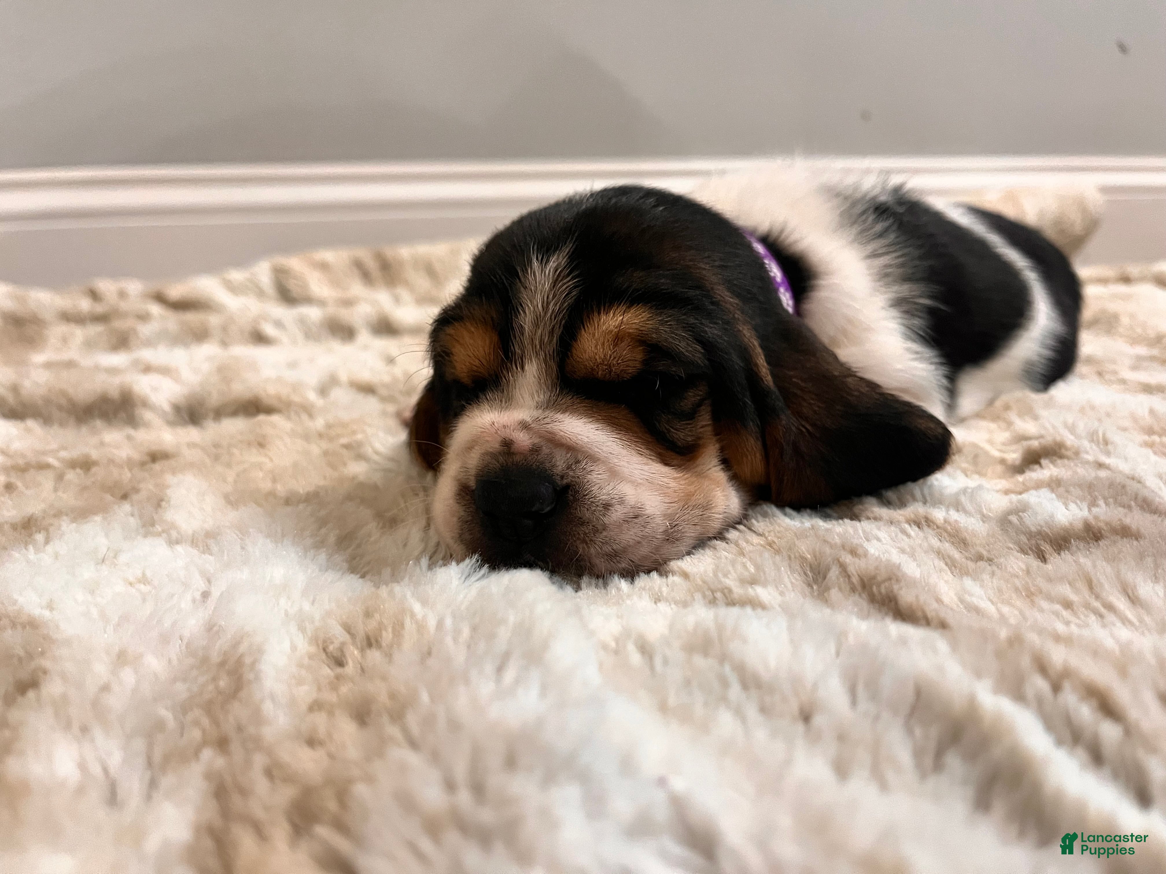 Basset Hound dogs Lolli - Ad 2