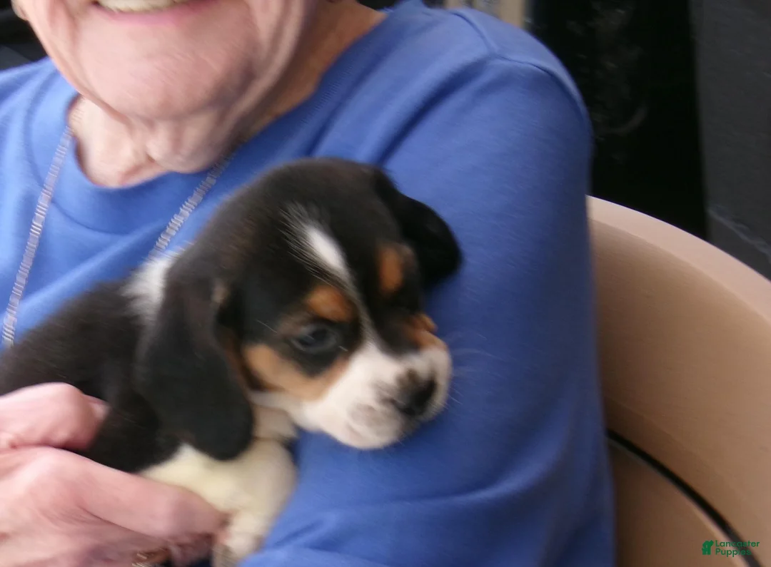 Beagle dogs for sale: Beagle 1 - Ad 1