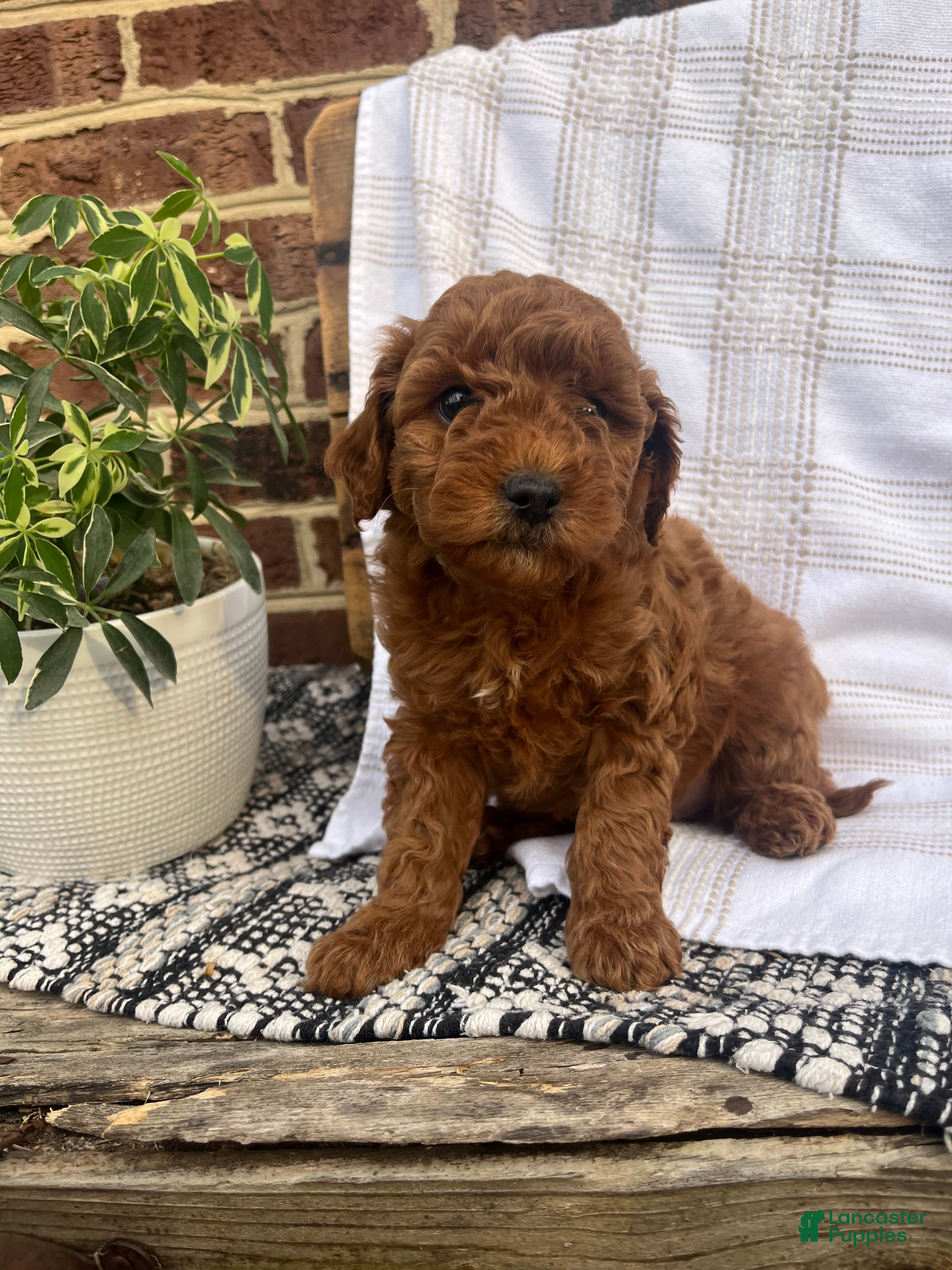 Mini Goldendoodle dogs Clover - Ad 31