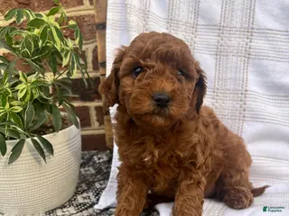 Mini Goldendoodle dogs Clover - Ad 8