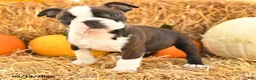 Boston Terrier dogs for sale: Ricky  - Ad 2