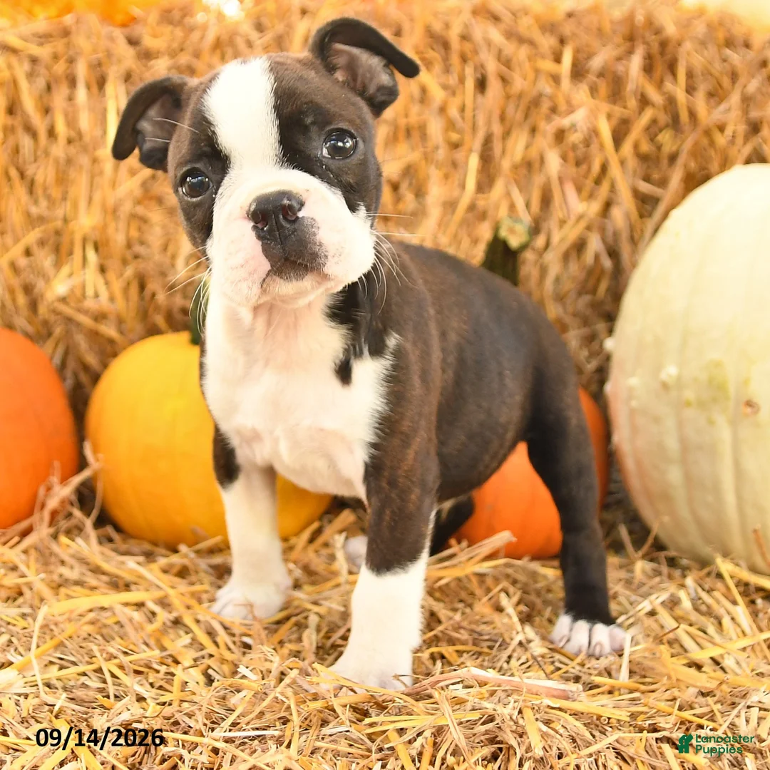 Boston Terrier dogs for sale: Ricky  - Ad 2