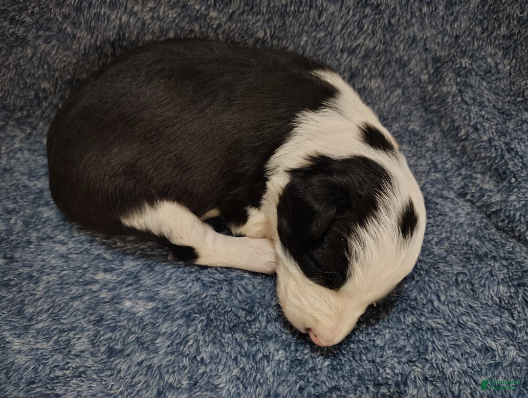 Border Collie dogs for sale: Chex - Ad 2