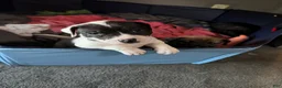 American Pit Bull Terrier dogs for sale: American Pit Bull Terrier 3 - Ad 15
