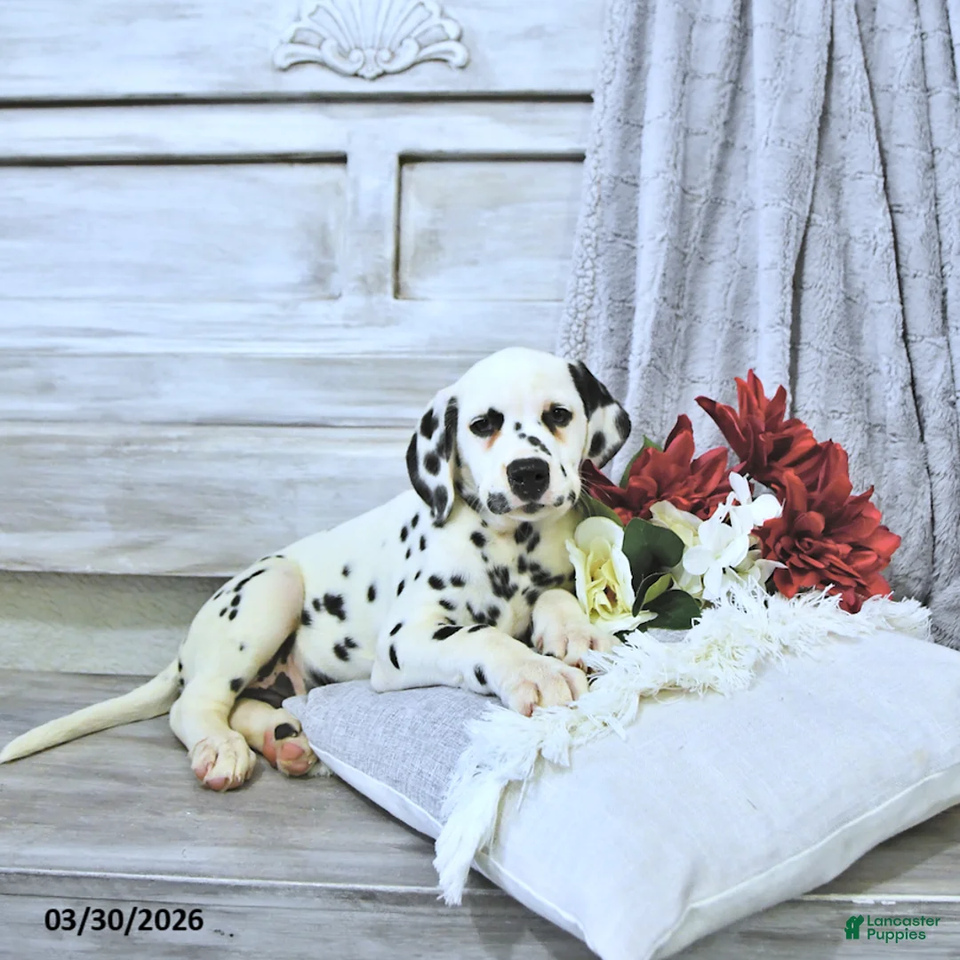 Dalmatian dogs for sale: Ryder - Ad 1