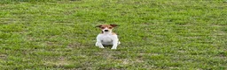 Jack Russell Terrier dogs for sale: Jack Russell Terrier Girl 1 - Ad 5