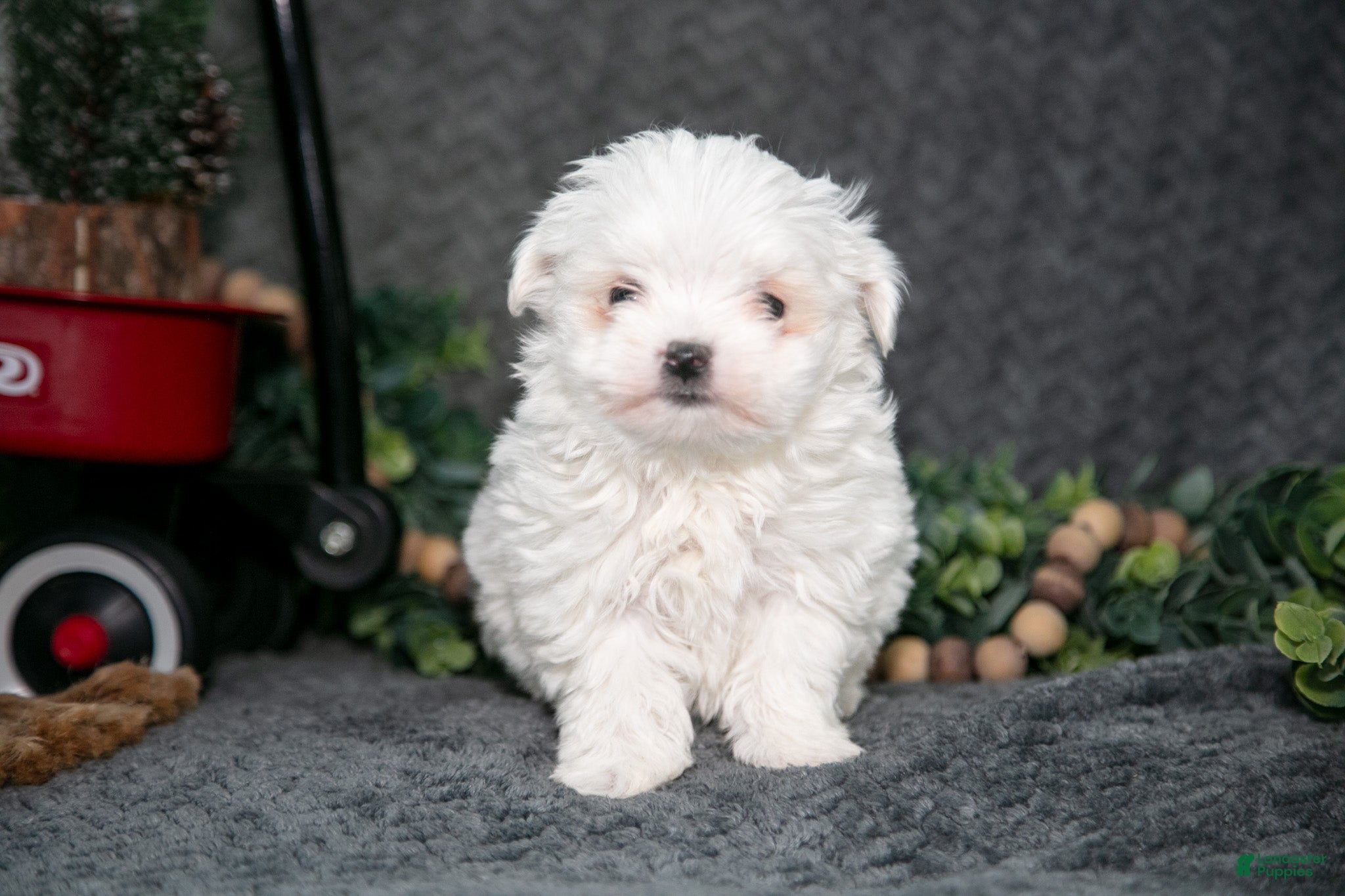 Maltese dogs Winston - Ad 2