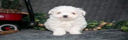 Maltese dogs for sale: Winston - Ad 2