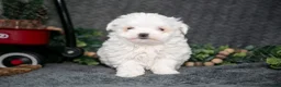 Maltese dogs for sale: Winston - Ad 2