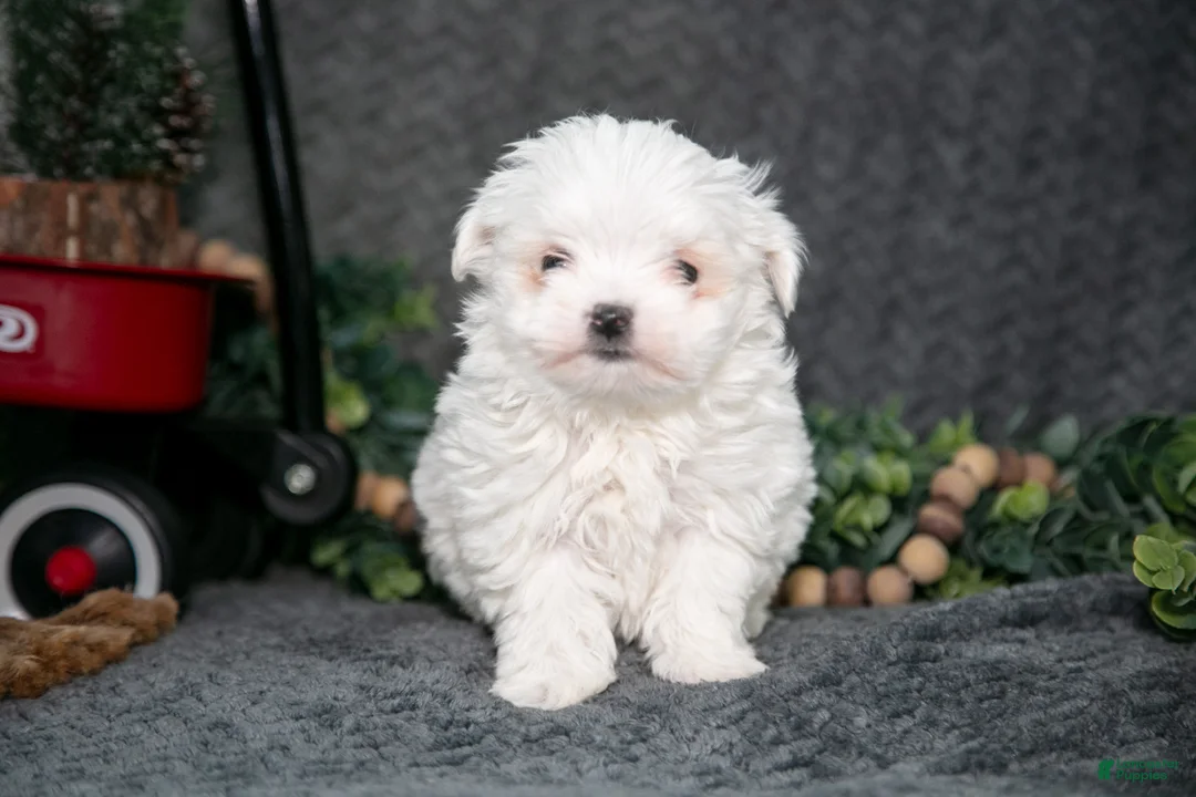 Maltese dogs for sale: Winston - Ad 2